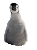 Pinguin 2