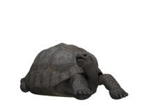  Schildkröte 1