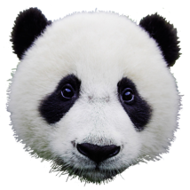 Pandabär 1